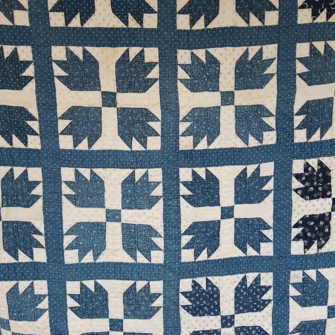 Indigo Bear Paw